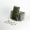Dumb Cane - Gamer Grass