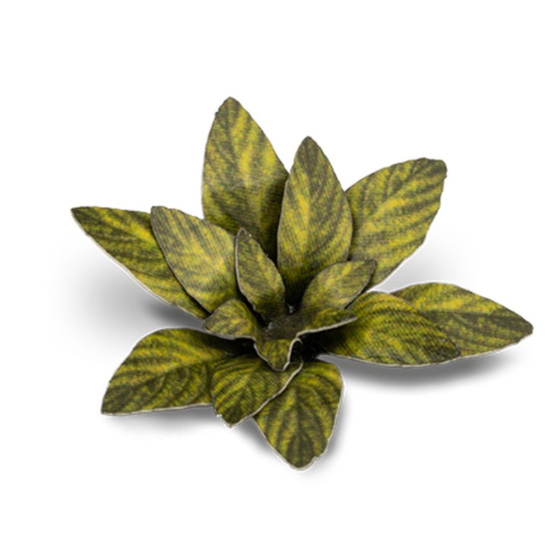 Dumb Cane - Gamer Grass