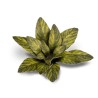 Dumb Cane - Gamer Grass