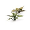 Plantain Lily - Gamer Grass