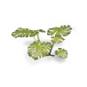Monstera - Gamer Grass
