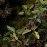 Elephant Ear  - Gamer Grass