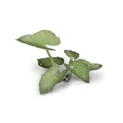 Elephant Ear  - Gamer Grass