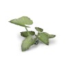 Elephant Ear  - Gamer Grass