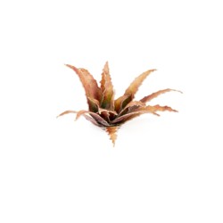 Red Aloe - Gamer Grass