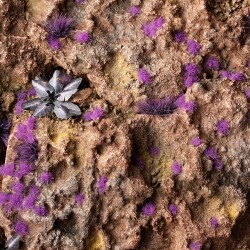 Tiny Alien Purple