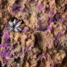 Tiny Alien Purple