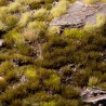 Swamp 4mm - Small